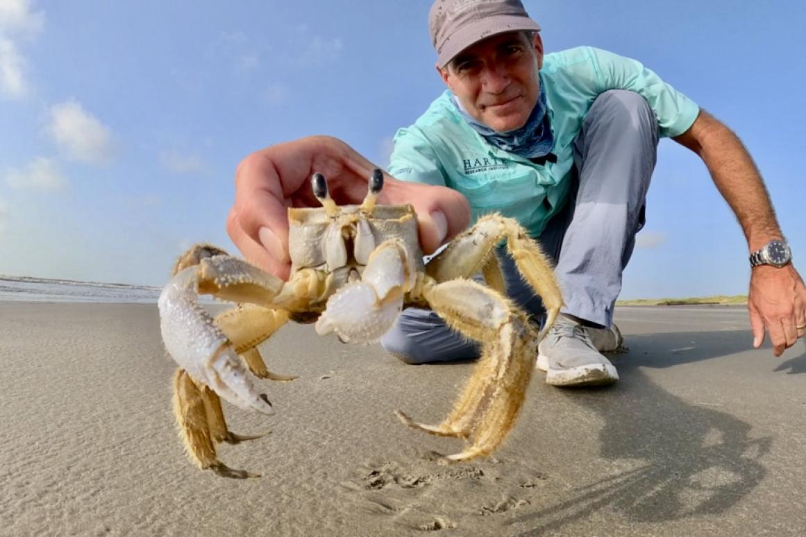 ghost crab