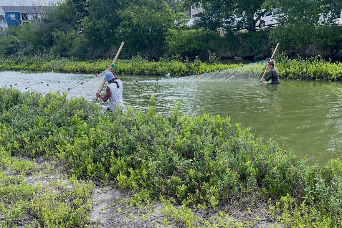 Researchers seining tidal inlet