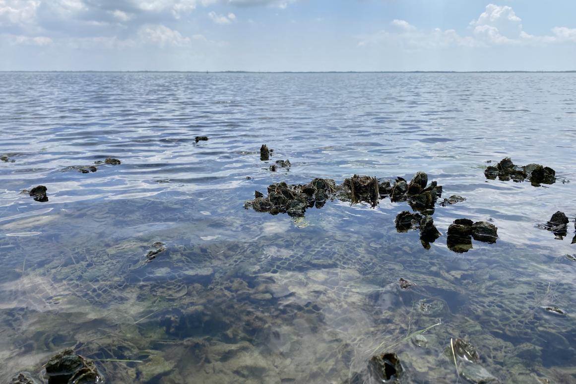 restored oyster reef in St. Charles Bay