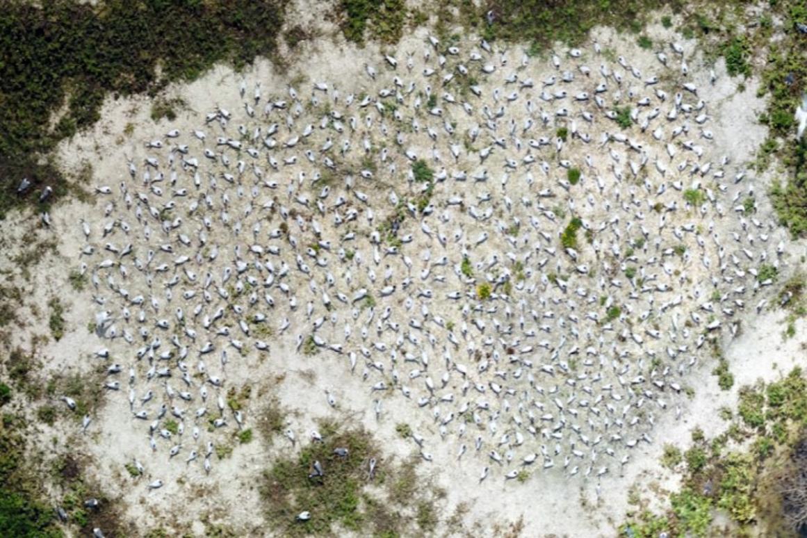 aerial shot of nesting waterbirds