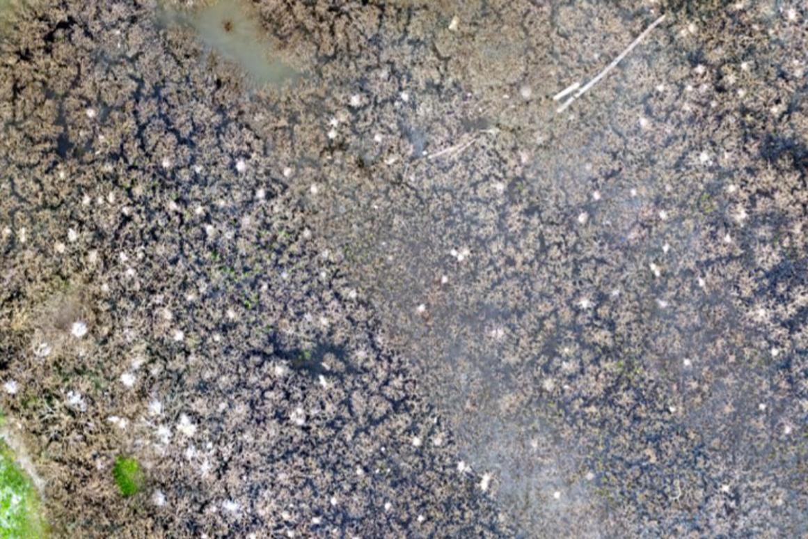 aerial shot of nesting waterbirds