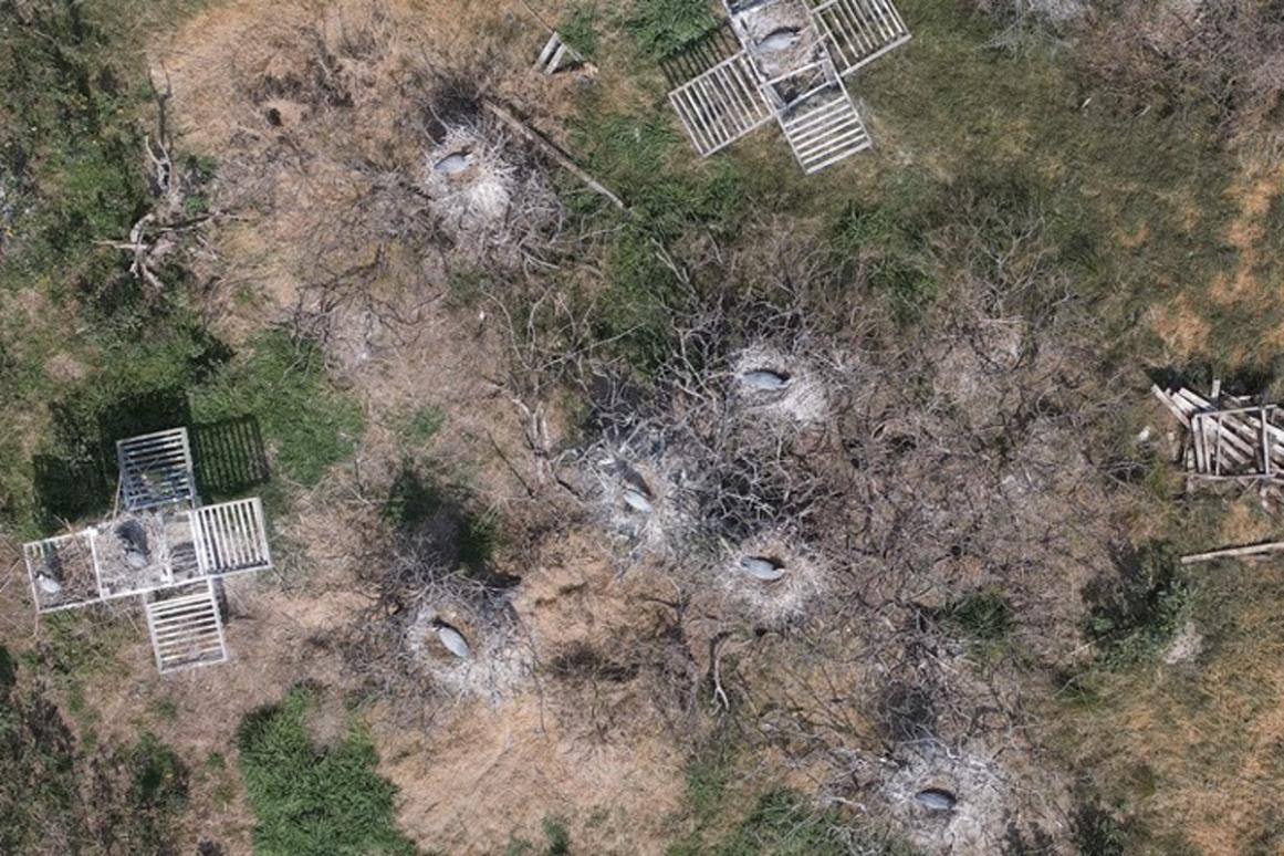 aerial shot of nesting birds
