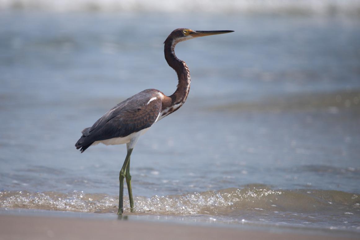 tricolored heron