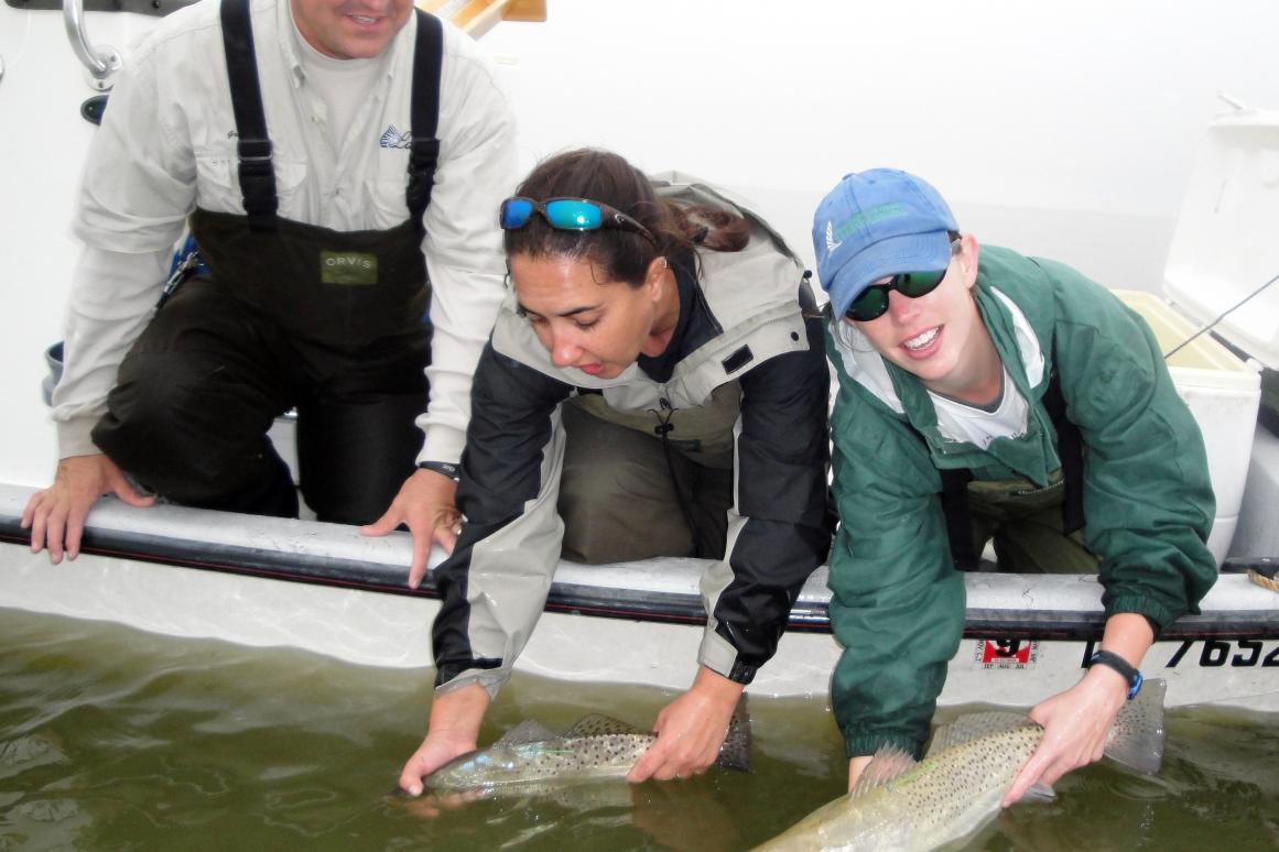 Releasing tagged Spotted Seatrout after implantation