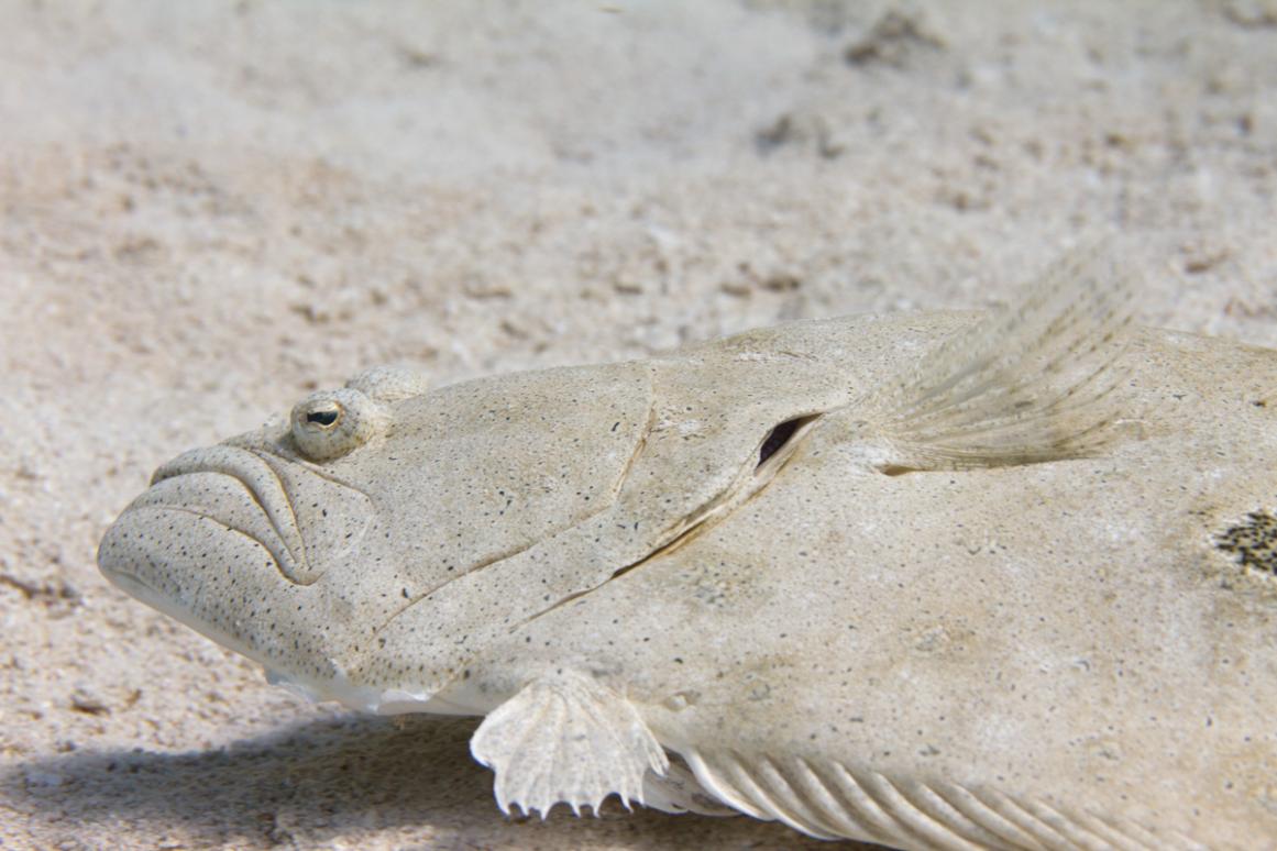 Shining Light on Harvest and Effort for the Recreational Flounder Gig  Fishery in Texas