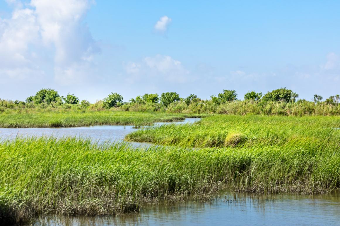 Saltmarsh