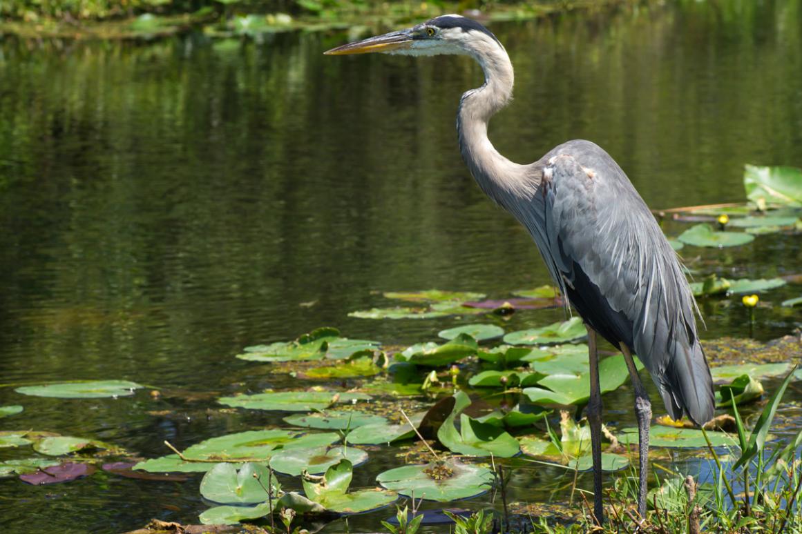 Heron Lake Okeechobee