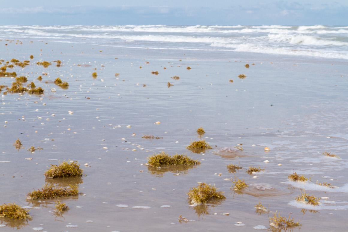 Beach nourishment