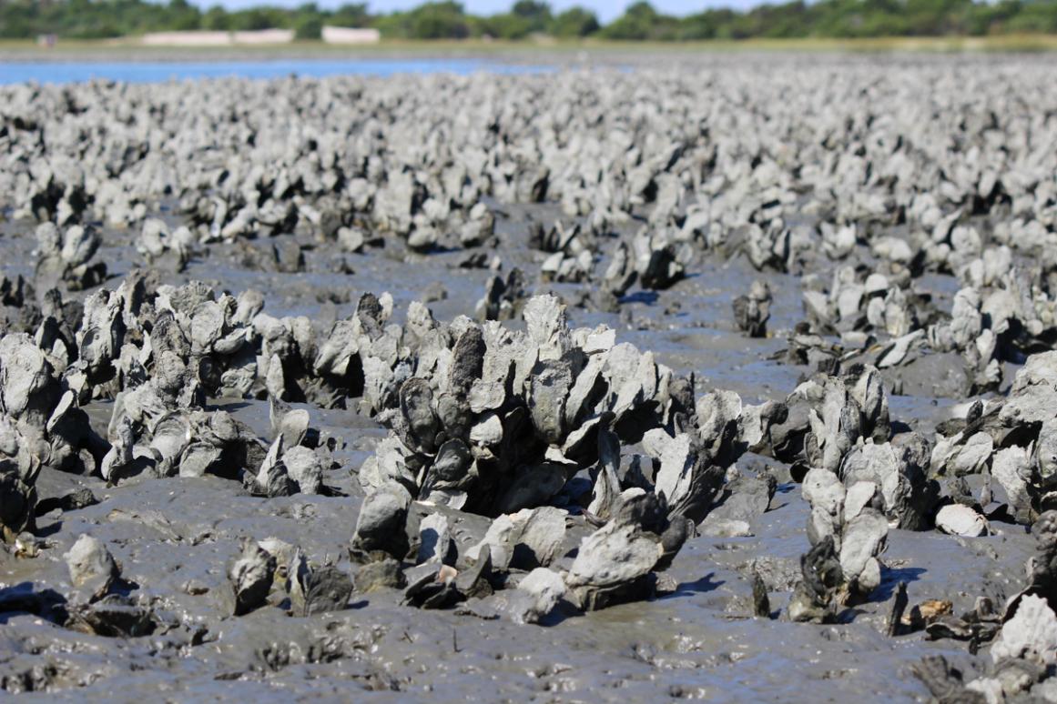 oyster reef at extremely low tide