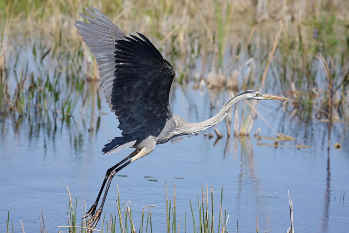 great blue heron