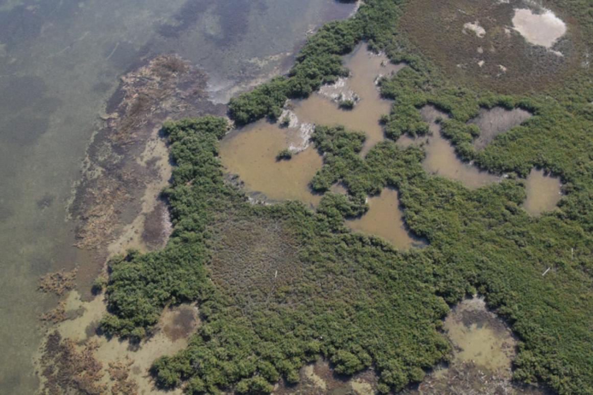 texas marsh