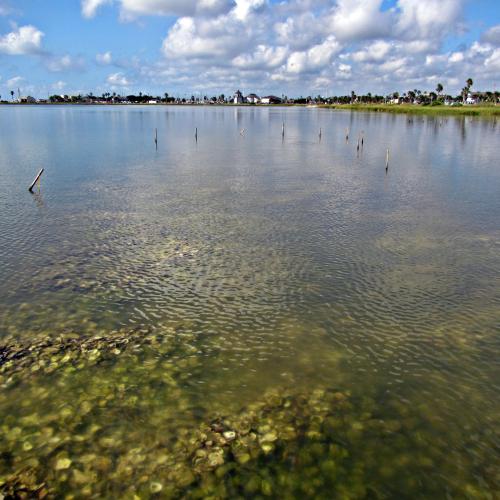 Living shorelines