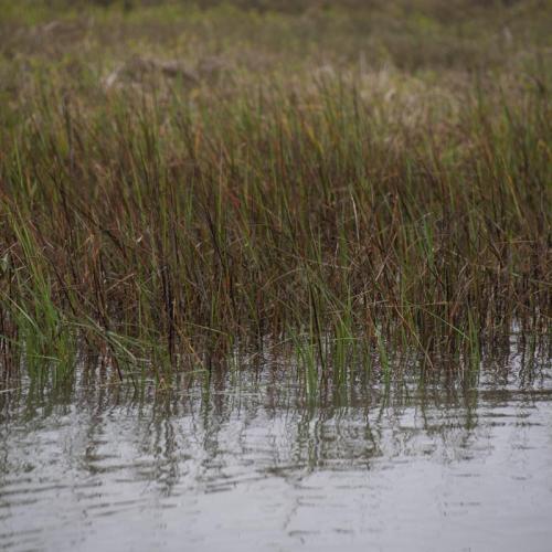 Estuarine habitat in Colorado River Delta