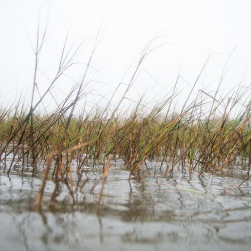 marsh shoreline