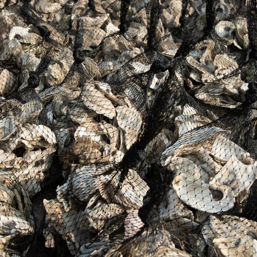 Oyster Restoration