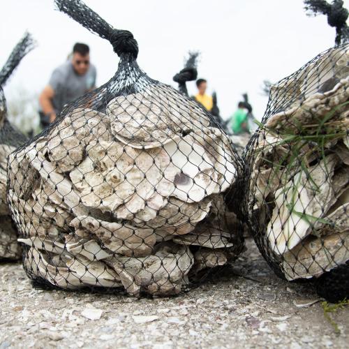 oyster shell in bags for restoration