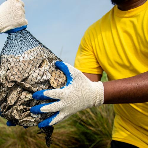 oyster recycling