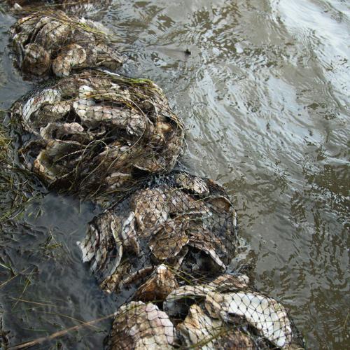 oyster reef restoration