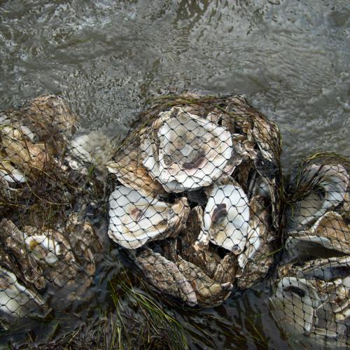 oyster reef shoreline