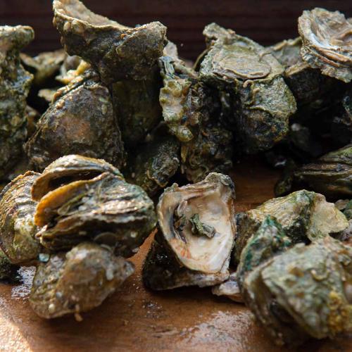 oysters