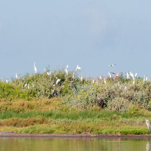 Rookery Island
