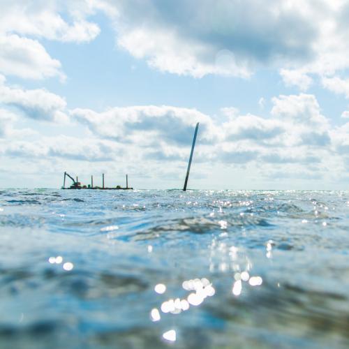 oyster reef restoration