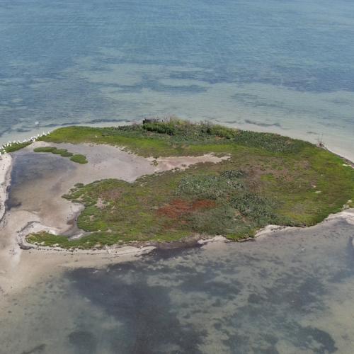 waterbird nesting colony island