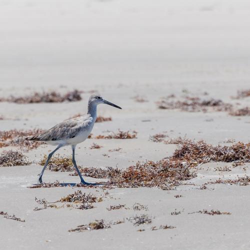 South Texas beach