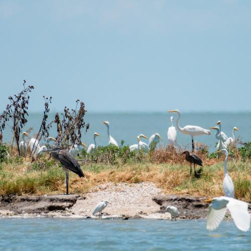 Texas rookery island