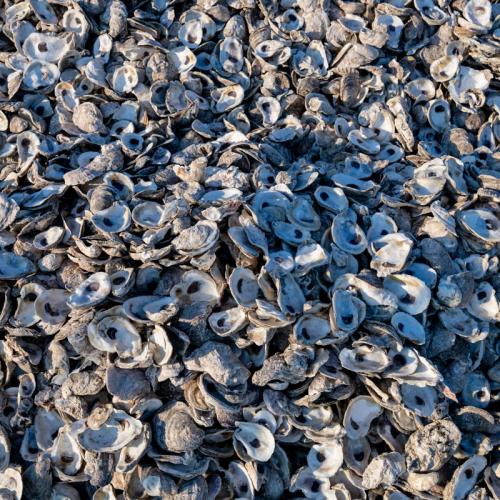 texas oyster shells