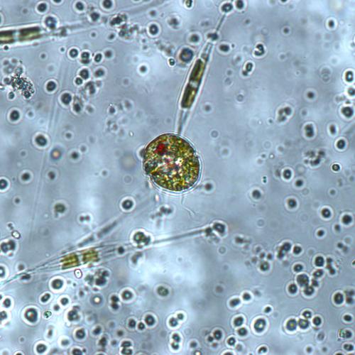 Harmful Algae microscope image
