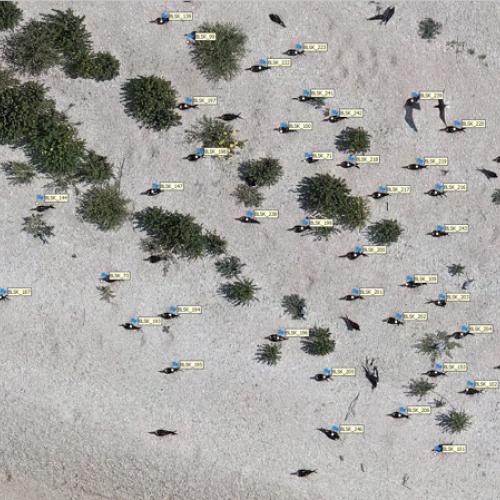 aerial view of colonial waterbird nesting colony