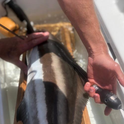 Tagged cobia