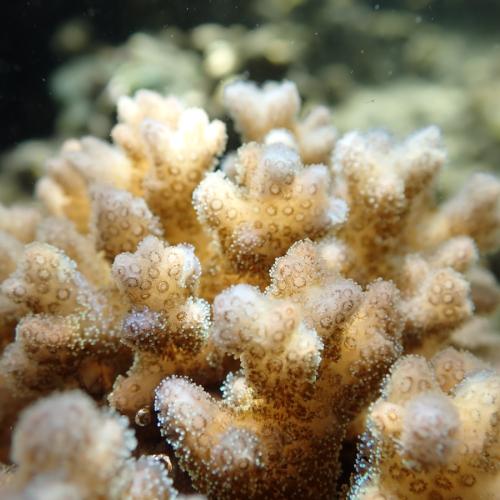 coral colony