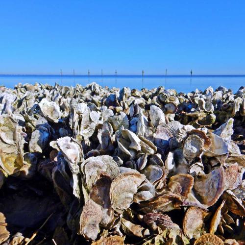 Copano Bay oyster reefs