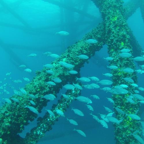 artificial reef benefits