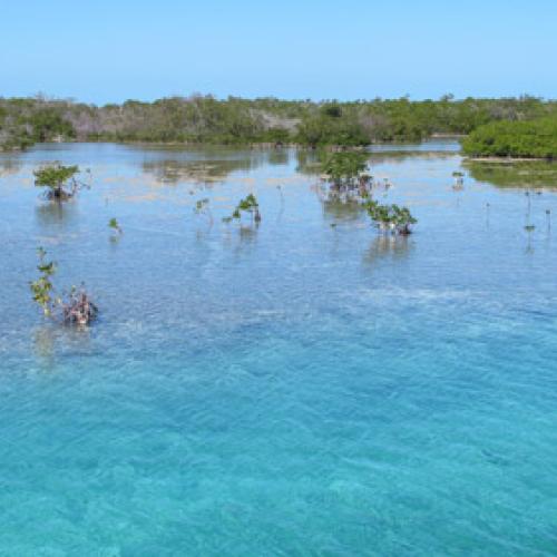 Subtropical Estuary