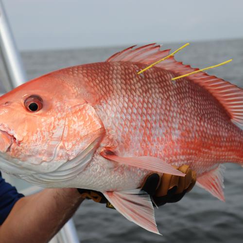 red snapper