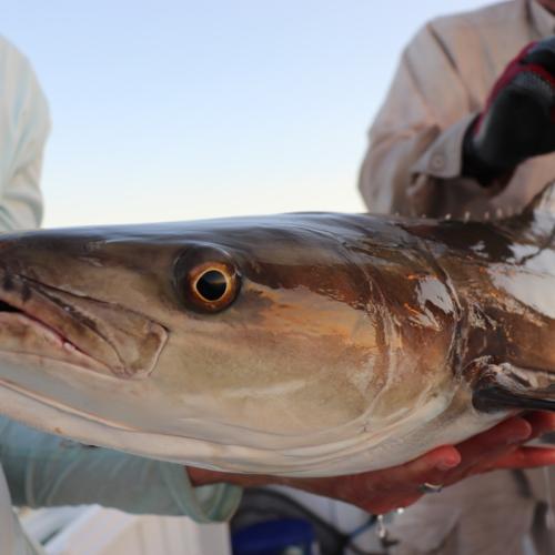 Tagged Gulf of Mexico cobia
