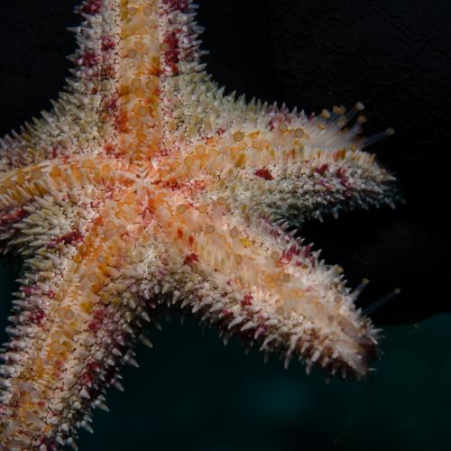 Biodiversity of the Southern Gulf of Mexico