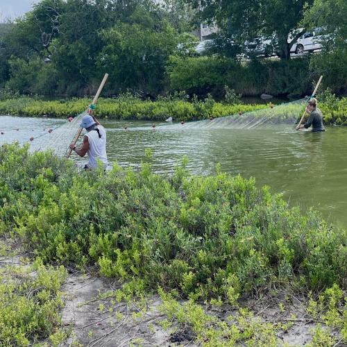 Researchers seining tidal inlet