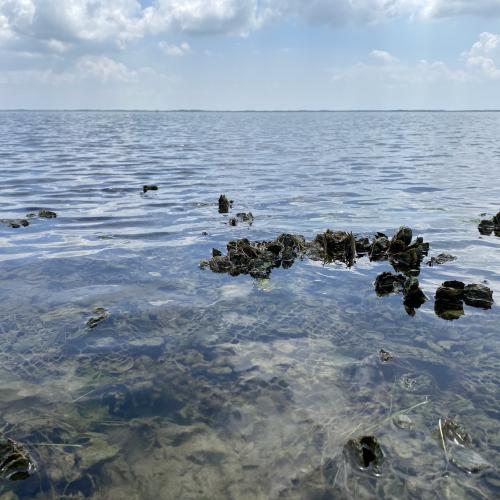 restored oyster reef in St. Charles Bay