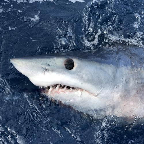 mako shark