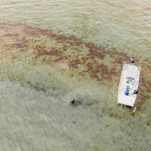 restored oyster reef