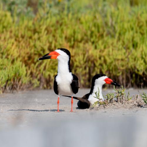 Black skimmer