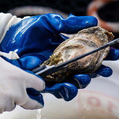 Measuring an oyster