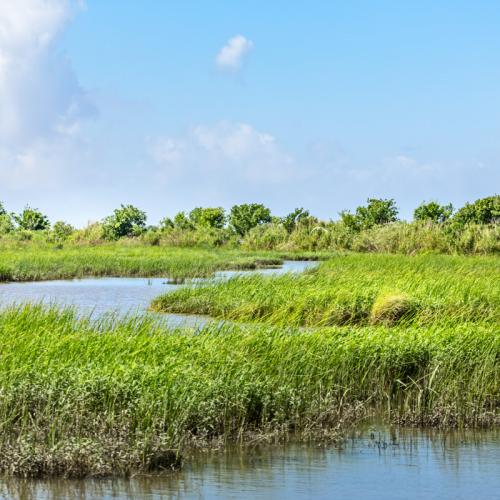 texas marsh