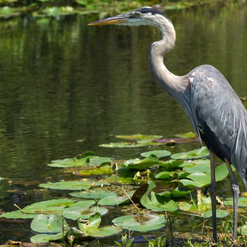 Heron Lake Okeechobee