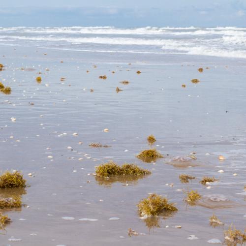 Beach nourishment