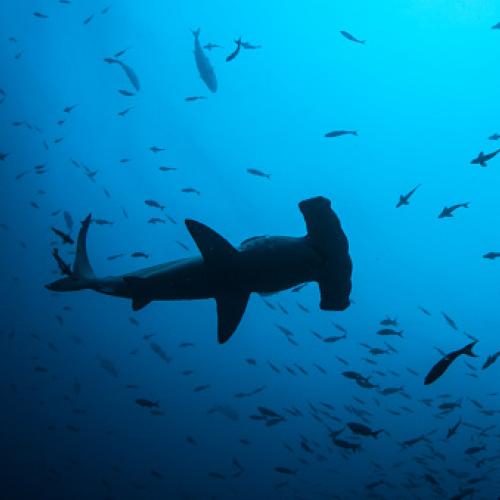 hammerhead shark swimming from below